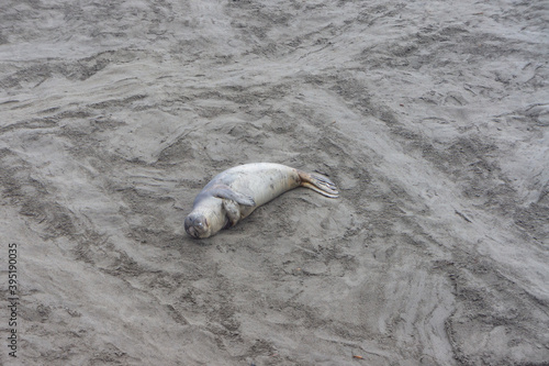 baby seal on the beach