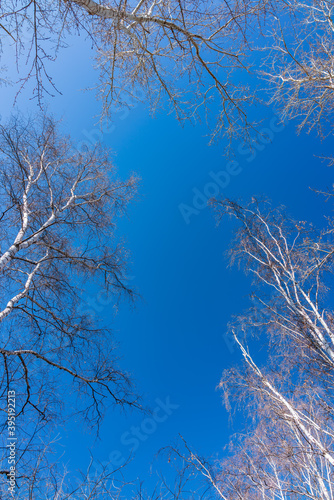 The tops of birches and poplar trees on the blue sky background. Autumn tree branches without leaves against a clear blue sky.