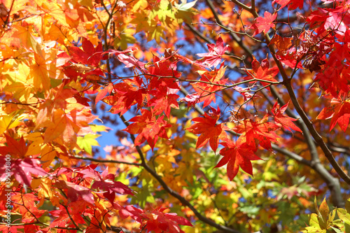 紅葉 秋 色とりどり 赤い 鮮やか