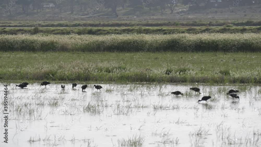 glossy ibis bird in rice field 4k glossy ibis bird in rice field 4k