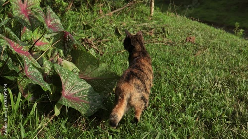 brown cat in the grass