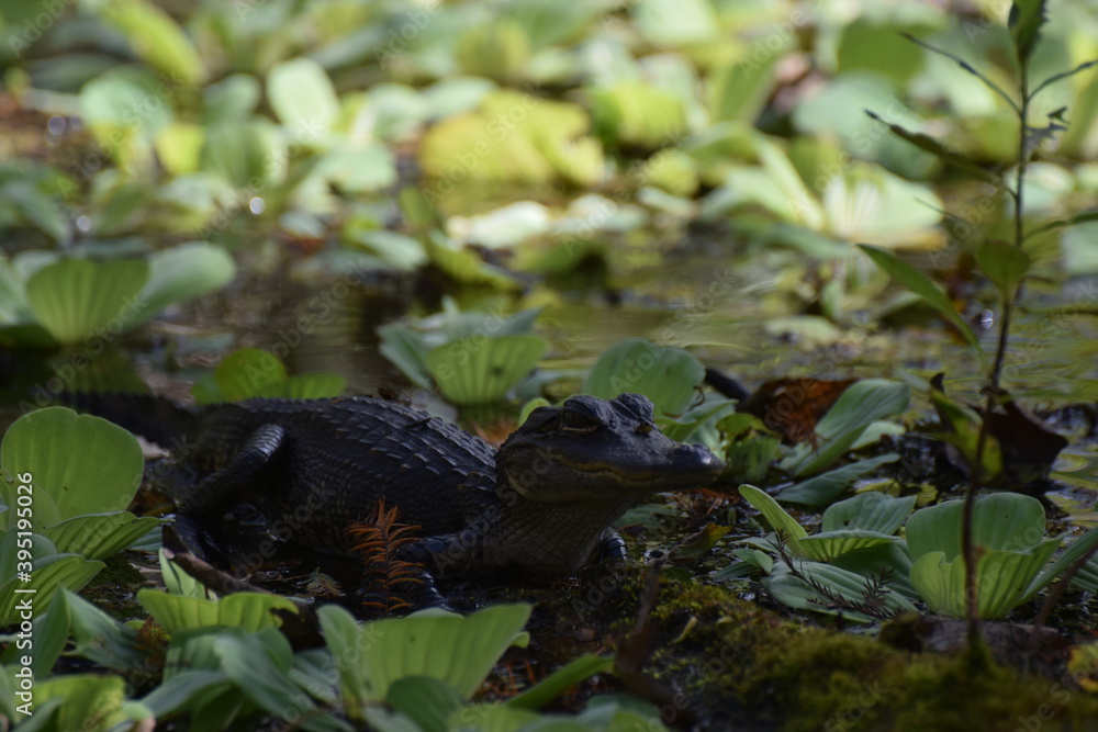 alligator