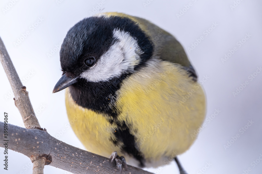 Naklejka premium Cute bird Great tit, songbird sitting on a branch without leaves in the autumn or winter.