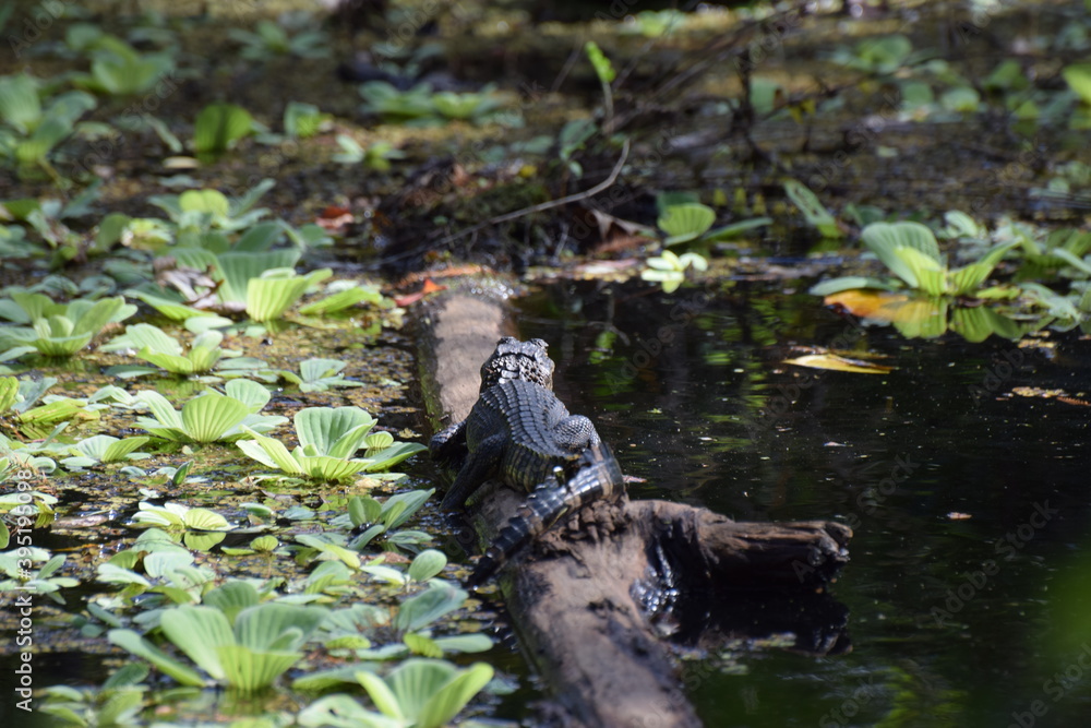 alligator