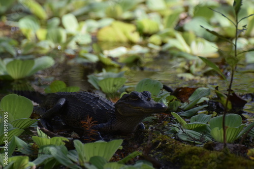 Obraz na płótnie alligator w salonie