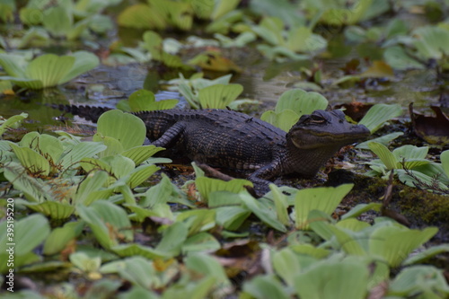 Obraz na płótnie alligator w salonie