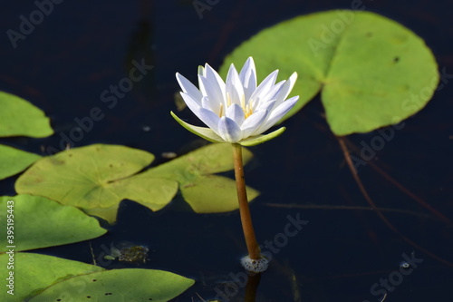 white water lily