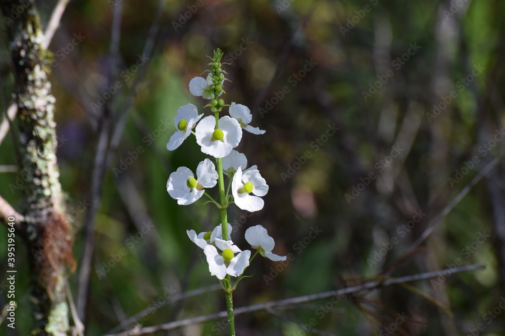 white flowers