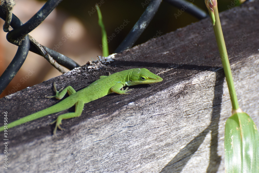 lizard