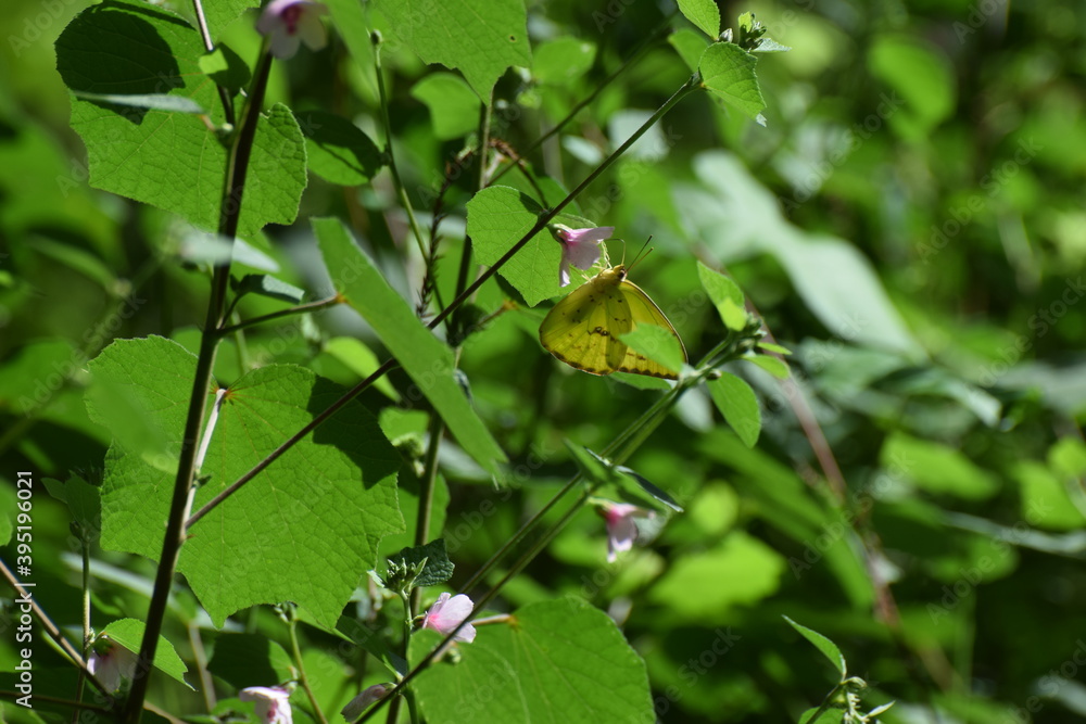 butterfly