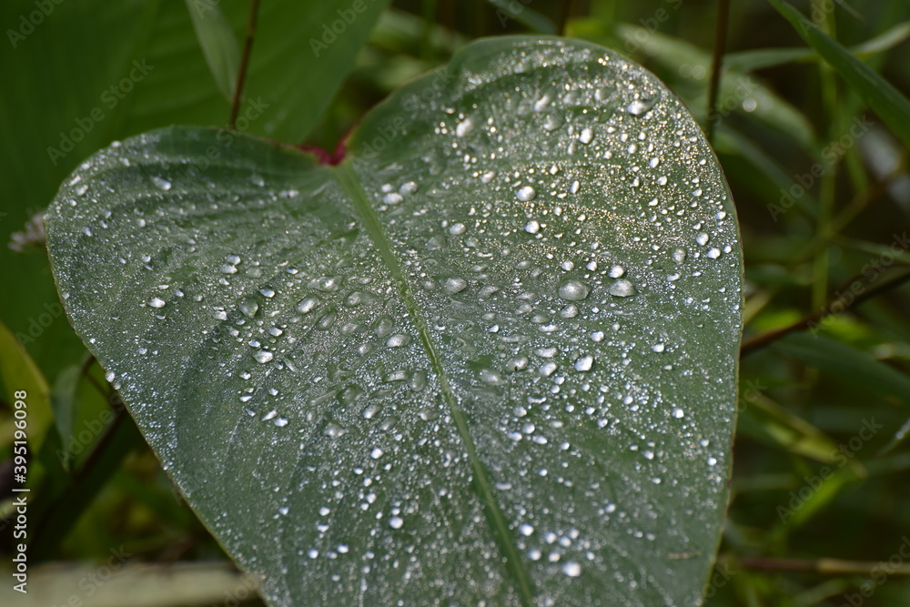 leaf