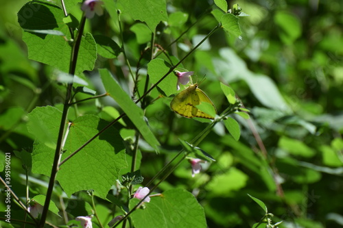 Obraz na płótnie butterfly w salonie
