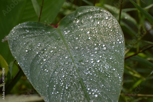 Obraz na płótnie leaf w salonie