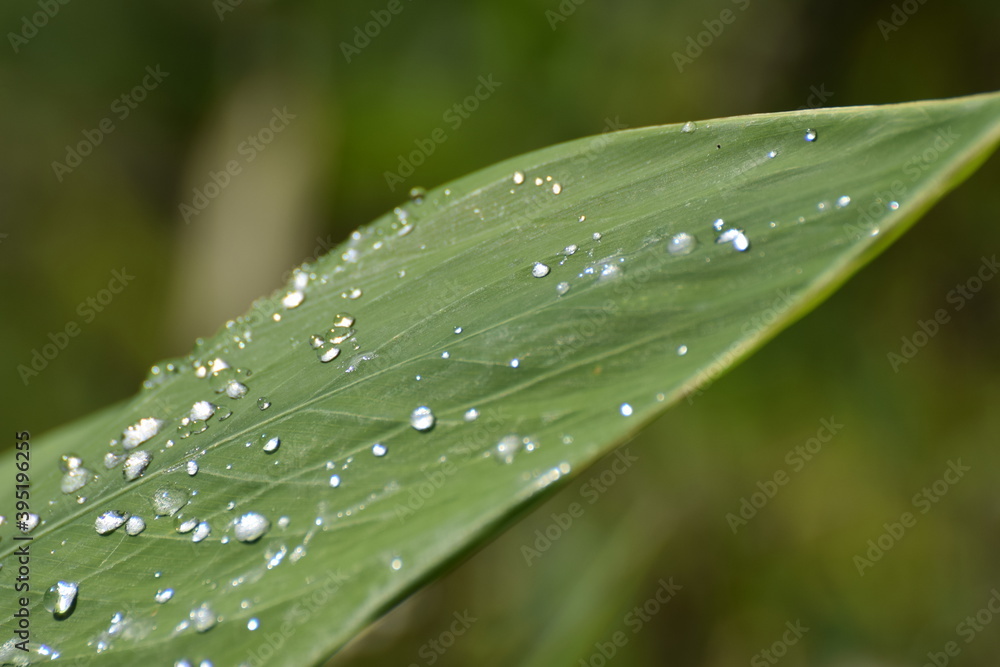 leaf