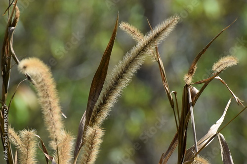 cat tail