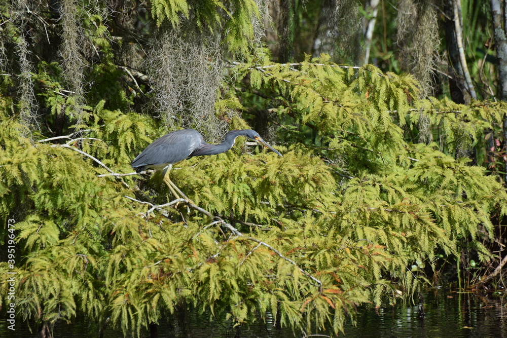 Heron