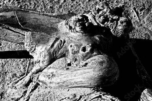 Drift Wood along Lake McKinsey Shoreline, Texas Panhandle near Amarillo. photo