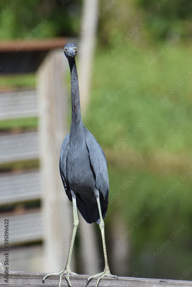 Blue Heron HeadOn