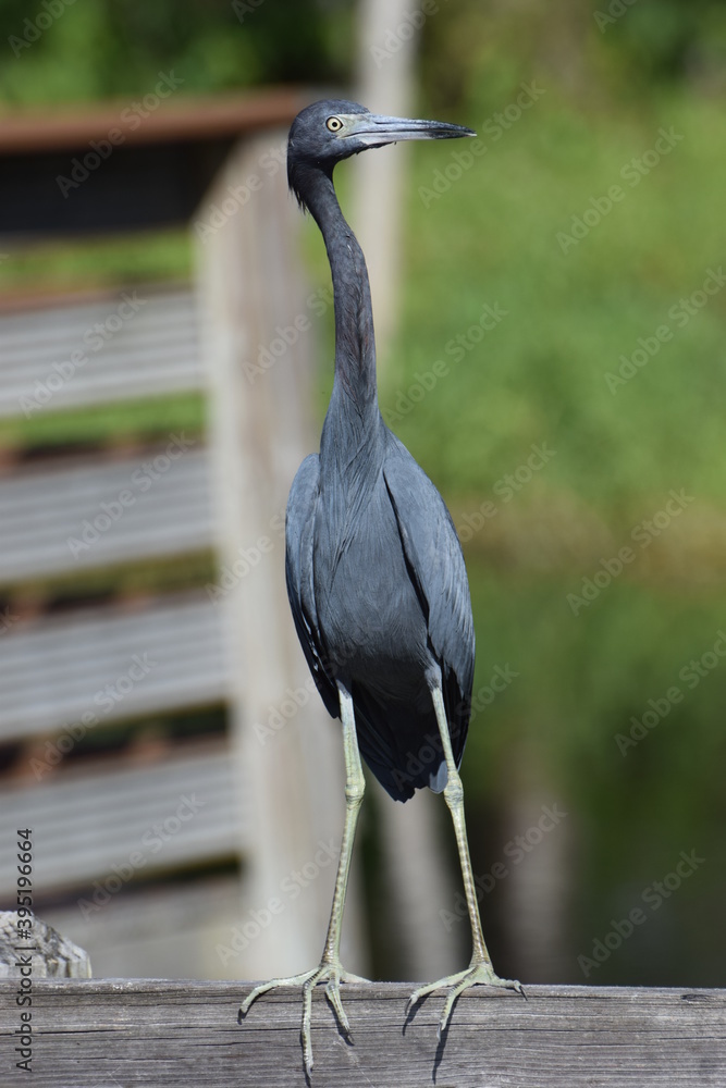Blue Heron Profile