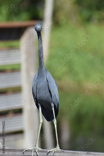 Obraz na płótnie Blue Heron HeadOn w salonie
