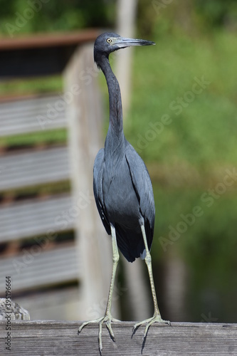 Obraz na płótnie Blue Heron Profile w salonie