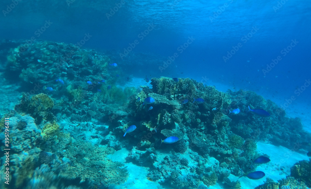 Tropical coral reef. Ecosystem and environment. Egypt. Near Sharm El Sheikh Tropical coral reef. Ecosystem and environment. Egypt. Near Sharm El Sheikh