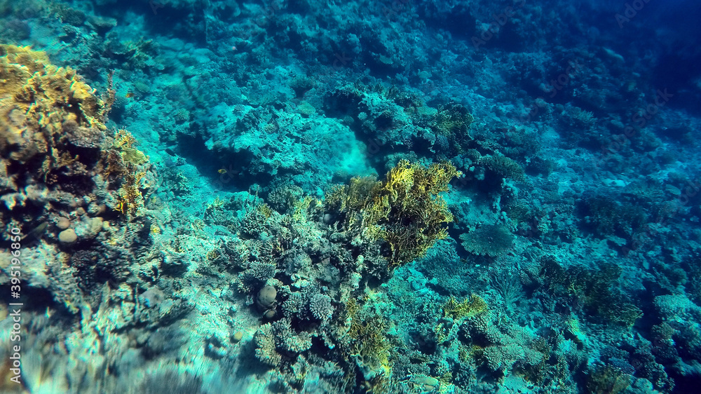 Tropical coral reef. Ecosystem and environment. Egypt. Near Sharm El Sheikh