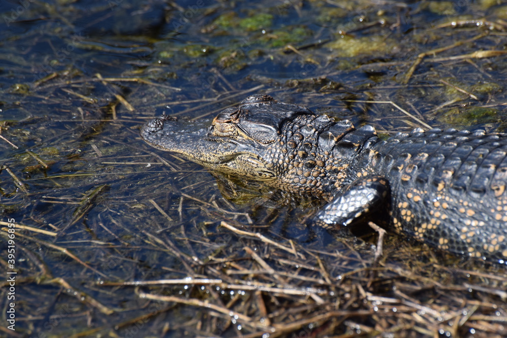 alligator