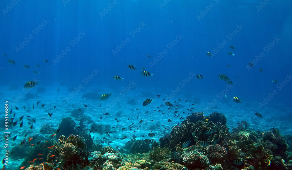 Tropical coral reef. Ecosystem and environment. Egypt. Near Sharm El Sheikh Tropical coral reef. Ecosystem and environment. Egypt. Near Sharm El Sheikh