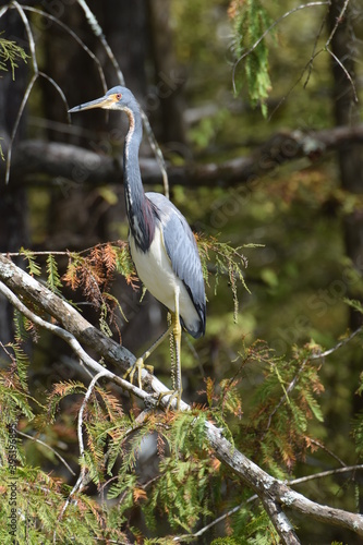 Obraz na płótnie Tricolored Heron w salonie