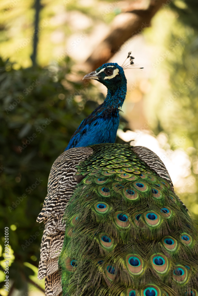 custom made wallpaper toronto digitalpeacock with feathers