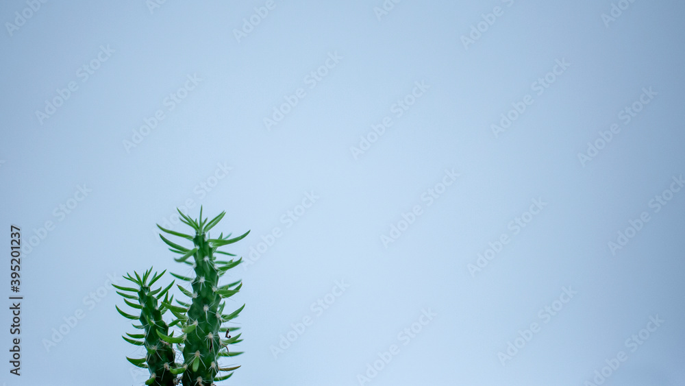 green cactus indoor plant for decoration green cactus indoor plant for decoration