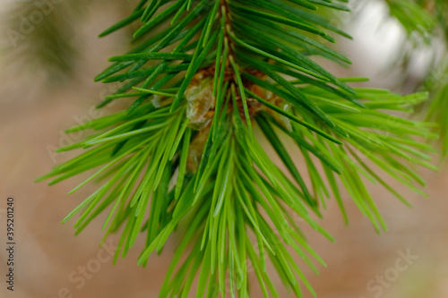 Pine needles © LeChele