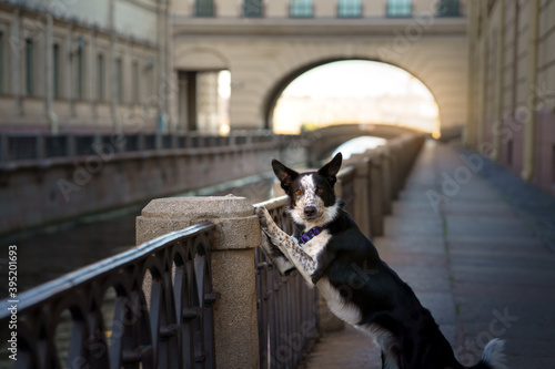 obedient dog in the city. border collie on architecture background