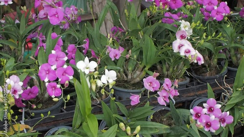 Vdo. view panning of pink Dendrobium orchid flower blossom blooming on branches in garden with green nature background.