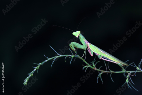 Mantis lives on weeds in the North China Plain