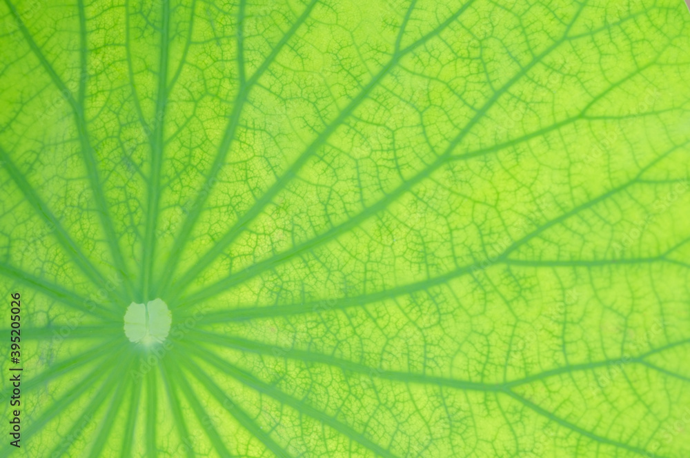 Close up Photo of a Lotus Leaf Close up Photo of a Lotus Leaf
