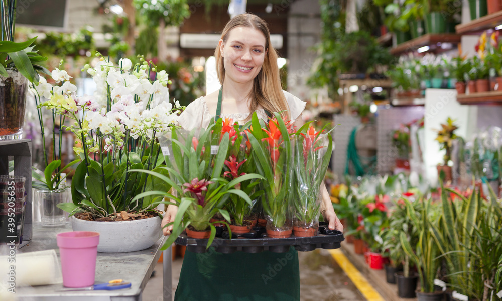 Female florist happily holding pots with flowers bromelia. High quality photo
