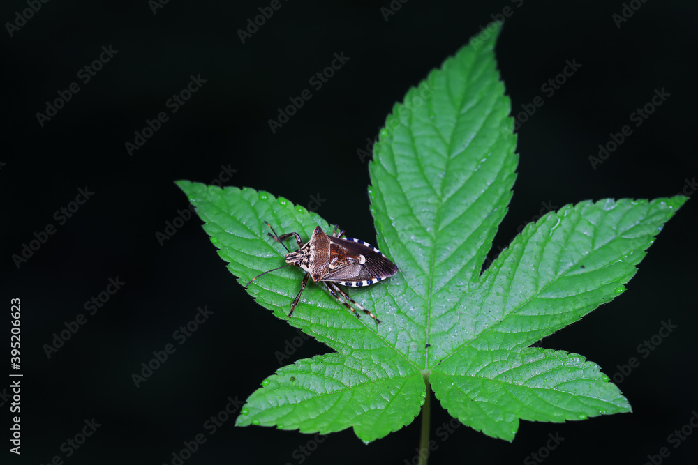 stinkbug on plant leaves in nature, North China Plain stinkbug on plant leaves in nature, North China Plain