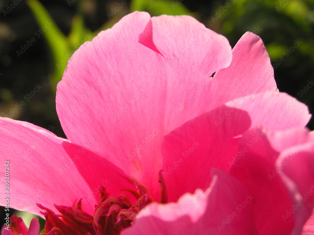 Naklejka premium peony flower in sunny day