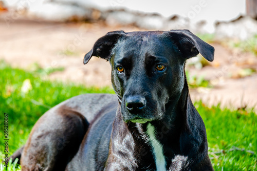 Close-up dog portrait in natural background 