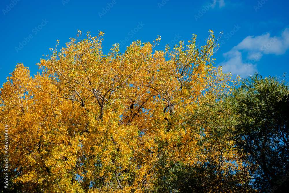 Poplar tree leaves in the autumn