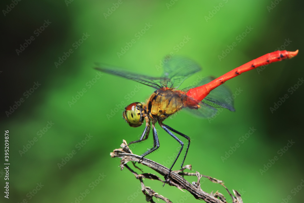 Dragonflies live on weeds in the North China Plain Dragonflies live on weeds in the North China Plain