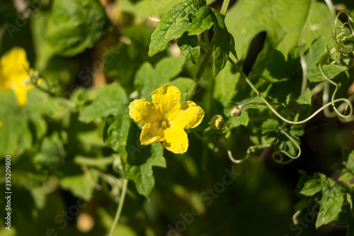 Yellow flower of Bitter gourd Vegetable