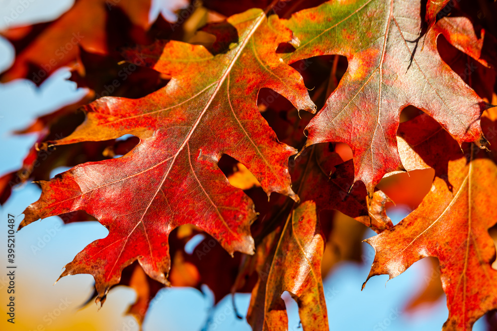 Fototapeta premium Oak tree leaves in the fall