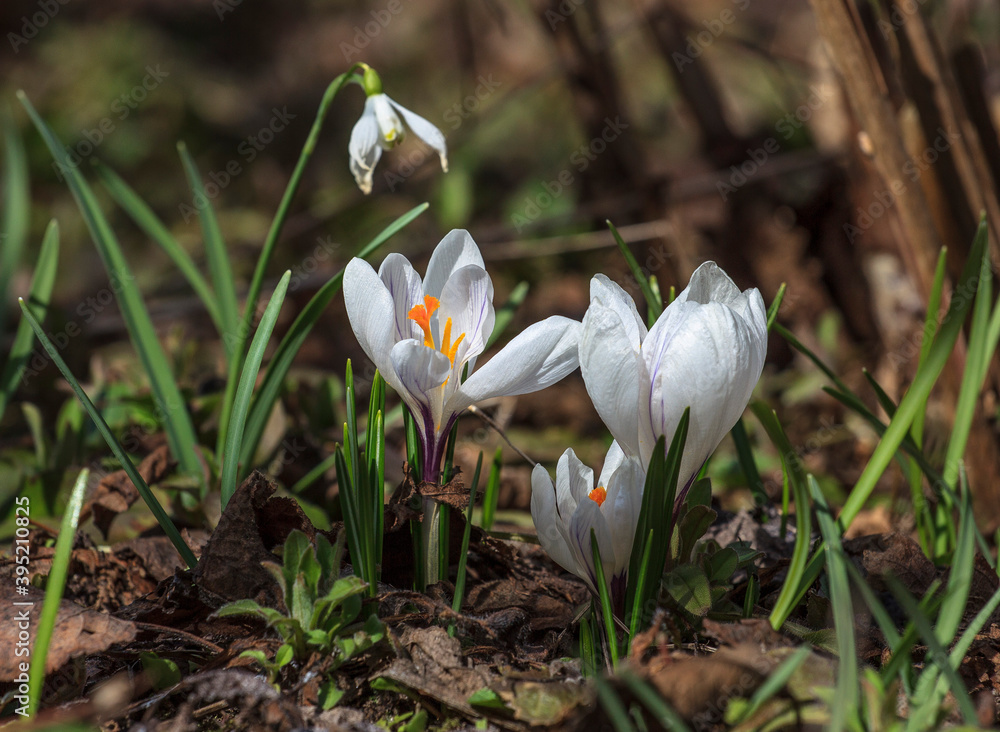 Awakening of nature-crocuses bloomed Awakening of nature-crocuses bloomed