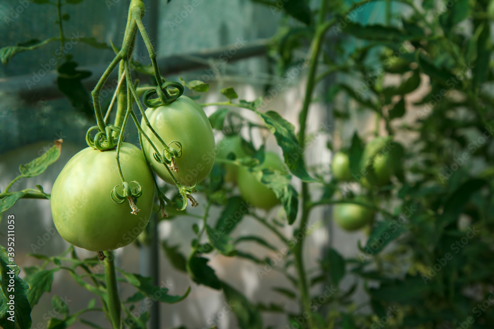 Unripe green tomatoes growing on bush in the garden. Unripe green tomatoes growing on bush in the garden.