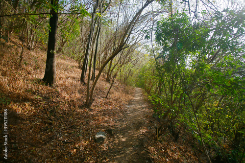 footpath in the forest