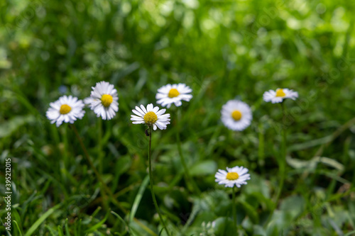 Daisies blooming in the garden during springtime 