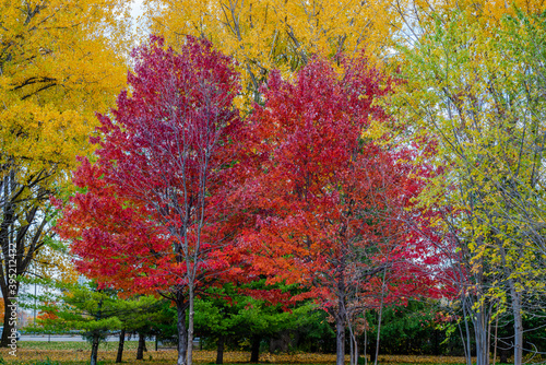 Autumn colors in the park  © PitoFotos